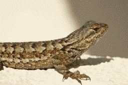 Un lagarto llamado dinero